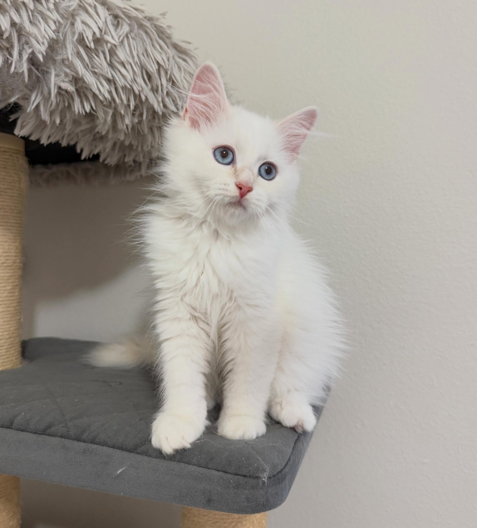 Princess, a female Siberian kitten